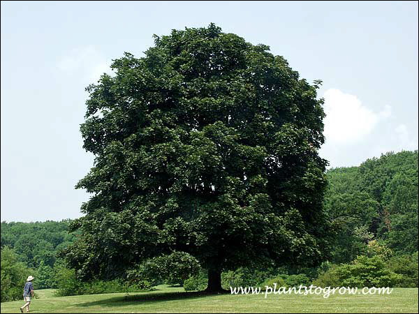 The person walking in the lower left hand corner provides a good reference for the scale of the tree.